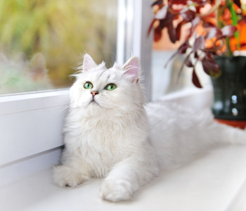 White cat lying on the windowsill.